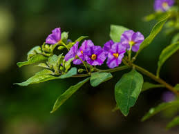 Image result for Lycianthes rantonnetii