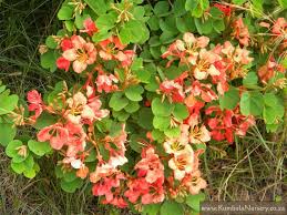 Image result for Barleria galpinii