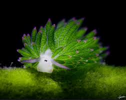 Image result for Selago coerulea