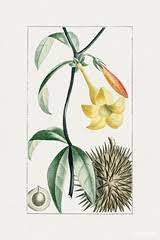 Allamanda Cathartica Definition And Meaning