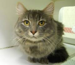 All available animals are shown on our website. Pinterest