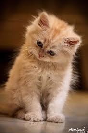 Pin By Dry Pen On My Love For Cats Kittens Cutest Cute Cats Pretty Cats