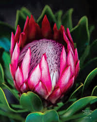 We did not find results for: Sunset Magazine December 2014 Page 2 Of 6 Flower Painting Flowers Bloom