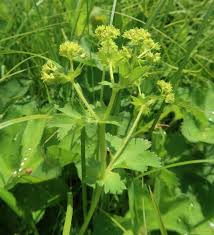 Image result for Alchemilla microbetula