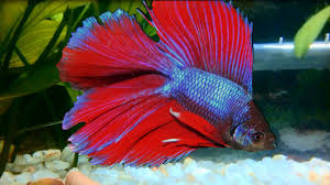 The round tail can be compared to a plakat with a large tail, and mistaken for a delta. Delta Tail Betta Siamese Fighting Fish Youtube