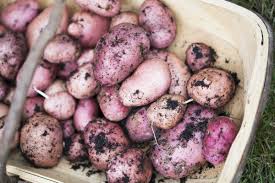 Kartoffeln sind nährstoffreiche und leckere stärkehaltige knollen, viel kalium, protein, vitamin c und b6 und eisen enthalten. Auf Geht S Kartoffeln Pflanzen Und Zwar So Wurzelwerk