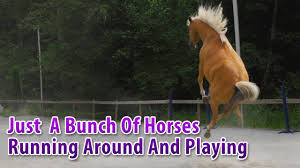 There are variables for this of course as in how in shape is the miniature horse and feeding scenarios. How Long Can A Horse Run