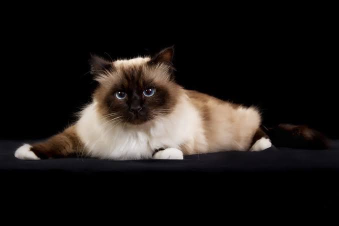 Birman: characters, appearance, price - zooplus Magazine