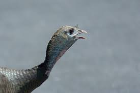 Why did the turkey cross the road? Why Did The Turkey Cross The Road Nature And Wildlife Photography Forum Digital Photography Review