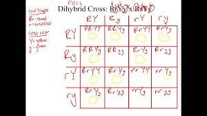 Punnett squares are visual tools used in the science of genetics to determine the possible combinations of genes that will occur at fertilization. Dihybrid Cross Punnett Square Examples Vtwctr