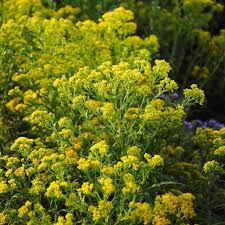 Image result for Solidago