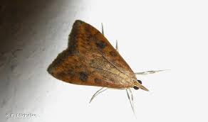 Udea ferrugalis (hübner, 1796) (arthropoda, insecta, lepidoptera) udea elutalis (denis & schiffermüller, 1775) udea fimbriatralis (duponchel, 1834) accéder aux 2186 données sur la répartition. Udea Ferrugalis Hubner 1796 Overview