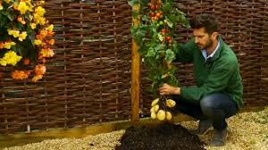 Voici les bons gestes pour réussir la culture recouvrez de terre et arrosez abondamment. Tomtato La Plante Hybride Qui Produit Des Tomates Et Des Pommes De Terre