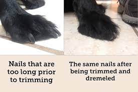 Canine Nail Trimming Aztec Animal Clinic
