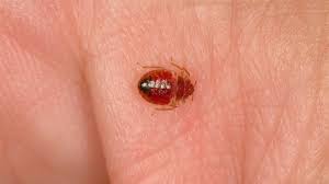 Image result for Bed Bug
