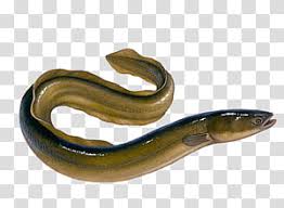 Moray Eel Transparent Background Png Cliparts Free Download Hiclipart Download 84 royalty free moray eel cartoon vector images. moray eel transparent background png