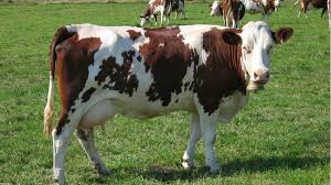 Pourquoi la vache laitière maraîchine? Les Principales Races De Vaches En France Cnews