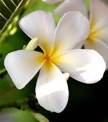 To encourage more flowers to blossom, deadhead the plant after flowering in the fall. Top 25 Most Beautiful White Flowers