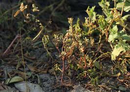 Image result for Nothosaerva