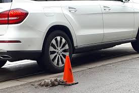 When you pick up the dead animal, place it in a plastic trash bag and tie it securely. Toronto Is Fed Up With How Long It Takes The City To Remove Dead Animals