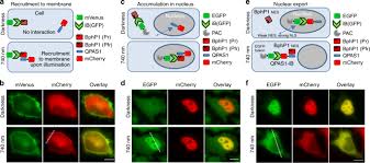 We did not find results for: Optogenetic Regulation Of Endogenous Proteins Nature Communications