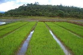 Belum Ada Kekeringan Melanda Areal Persawahan di Banten