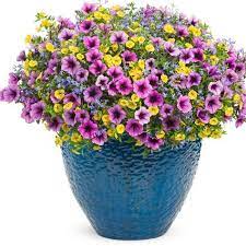 Calibrachoa Petunia Flower Seeds Petunia Flower Flower Seeds Beautiful Flowers Garden