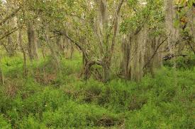 Image result for Conocarpus erectus