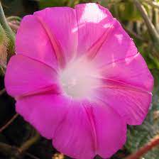 Morning Glory Flower In Hindi Name Best Flower Wallpaper