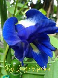 Di kelantan, ia juga dikenali dengan nama bunga nasi kerabu kerana ia boleh digunakan untuk mewarnakan nasi kerabu menjadi biru. Bunga Telang Untuk Nasi Kerabu Nasi Kerabu Flowers Garden