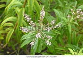Image result for Aloysia citrodora