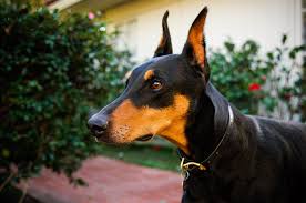 We'll also compare the speed of the doberman to the other popular dog breeds! Doberman Pinscher Dog Breed Information Pictures Characteristics Facts Dogtime