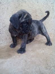 Find bullmastiff puppies for sale and dogs for adoption. Brindle Female Bullmastiff Puppy For Sale Wit Parents Pix Pets Nigeria