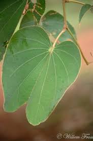 Image result for Piliostigma thonningii