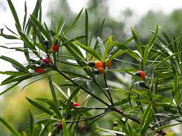 Image result for Podocarpus