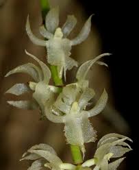 Image result for Diaphananthe