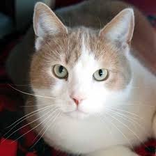 All adoptable paws pets are vaccinated, microchipped, spayed or neutered, and ready to find their forever homes. Dog Adoption San Diego Adopt A Dog Cat Adoption San Diego Adopt A Cat Dog Adoption Cat Adoption Pet Adoption