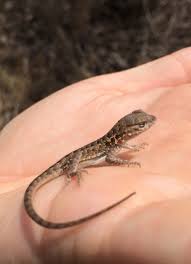 We prefer that new users post original content and not common pictures from the internet. Tis The Season For Baby Lizards Natural History Museum