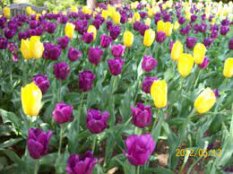 The Many Uses Of Tulips Brant Florist Blog