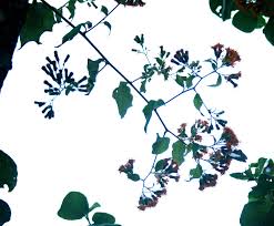 Image result for Distephanus divaricatus