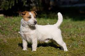 Explore 42 listings for short legged jack russell puppies at best prices. Get To Know The Russell Terrier The One With The Shorter Legs Dogster