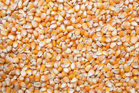 Corn In Horse Feed Good Or Bad The Horse