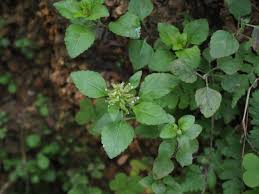 Image result for Clinopodium