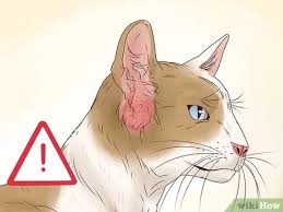 The ears of a cat are a prominent and distinctive feature, but sometimes they can have problems. How To Diagnose And Treat Aural Polyps In Cats 11 Steps