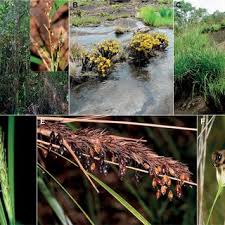 Image result for Scleria bambariensis