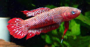 All About Betta Fish Wild Betta Fish Species Betta Fish Betta Betta Aquarium