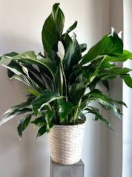 Image result for Spathiphyllum