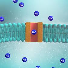 Image result for Sodium Channel Blocker