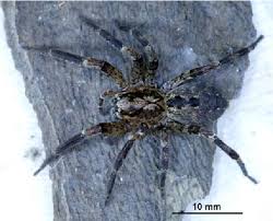 Zoropsis spinimana può essere facilmente rinvenuta in luoghi secchi e rocciosi, aree boschive l'accrescimento di zoropsis spinimana è molto rapido. Figure 1 From Zoropsis Spinimana Araneae Zoropsidae Neu Fur Deutschland Semantic Scholar