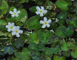 Image result for Nymphoides forbesiana